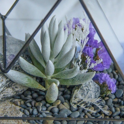 флорариум мини-горы Пушистые с теневыносливым Сенецио