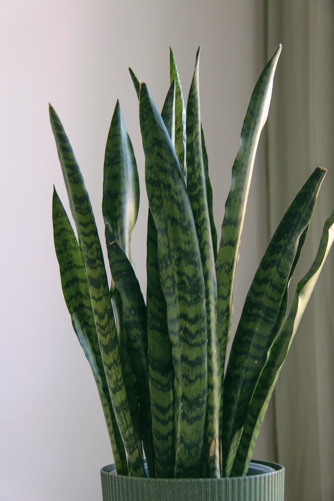 Сансевиерия Зелайника