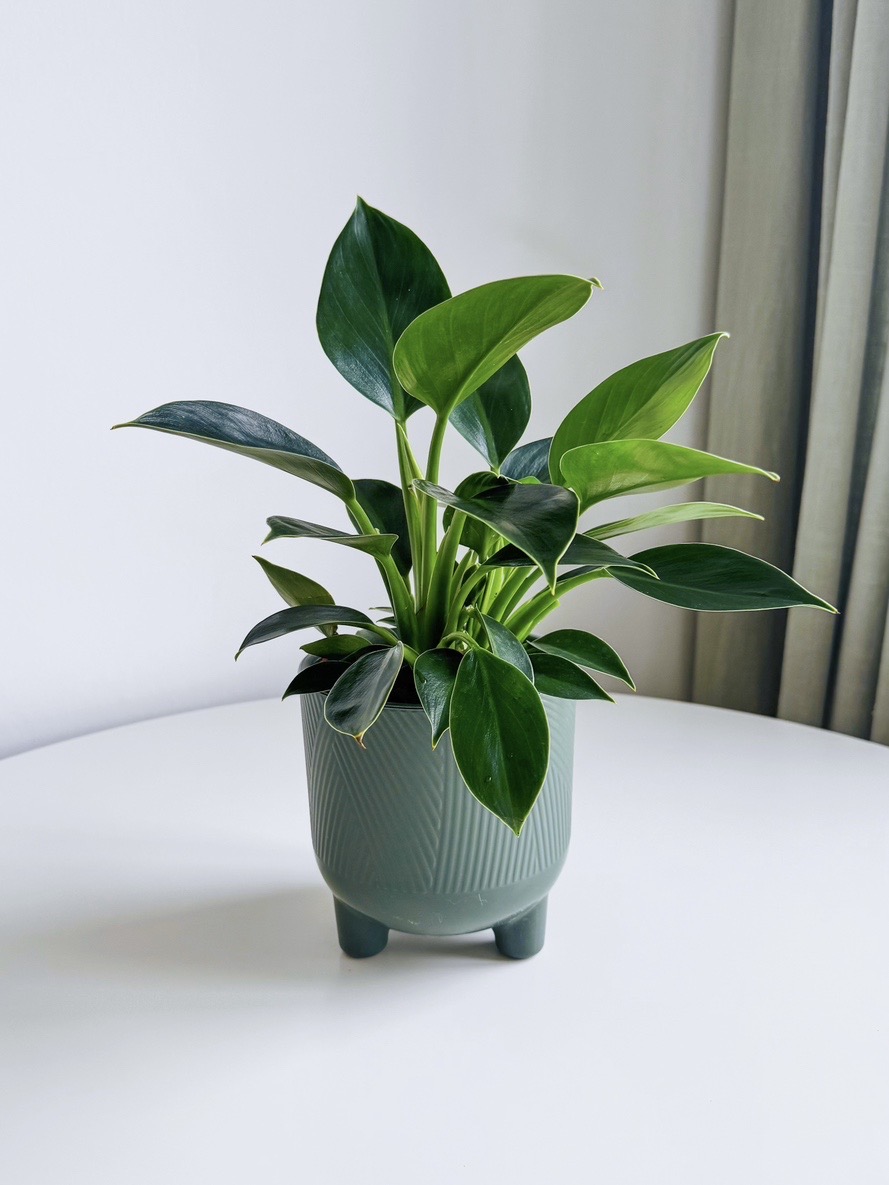 Филодендрон Грин Принцесс