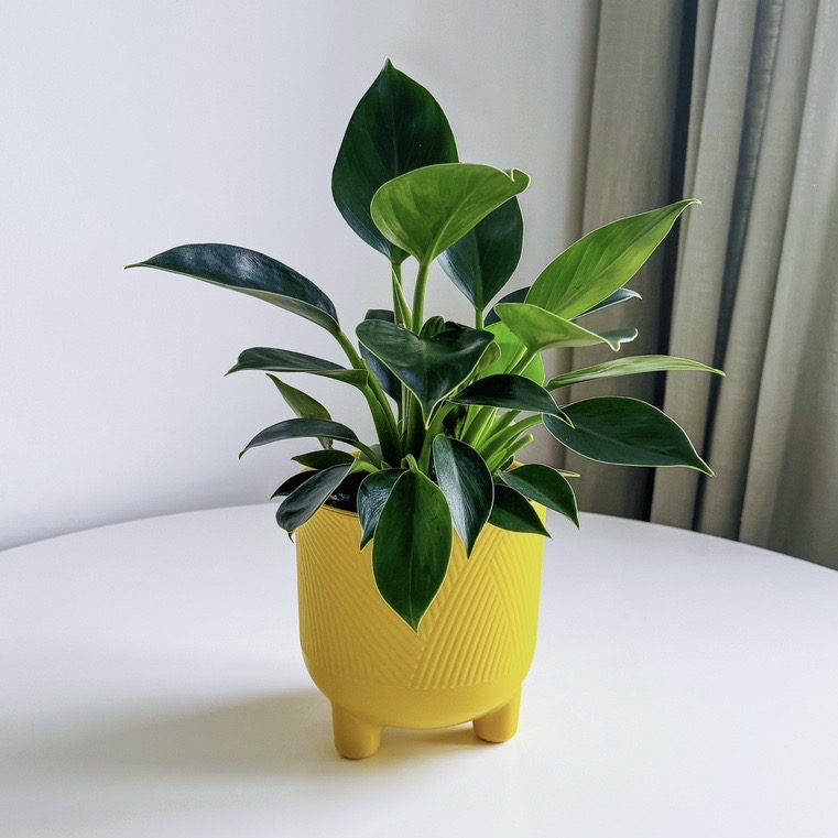 Филодендрон Грин Принцесс