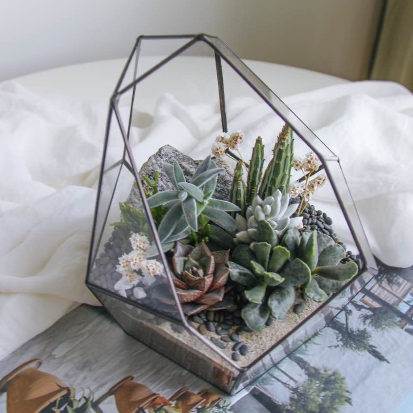 флорариум с теневыносливыми суккулентами Айсберг