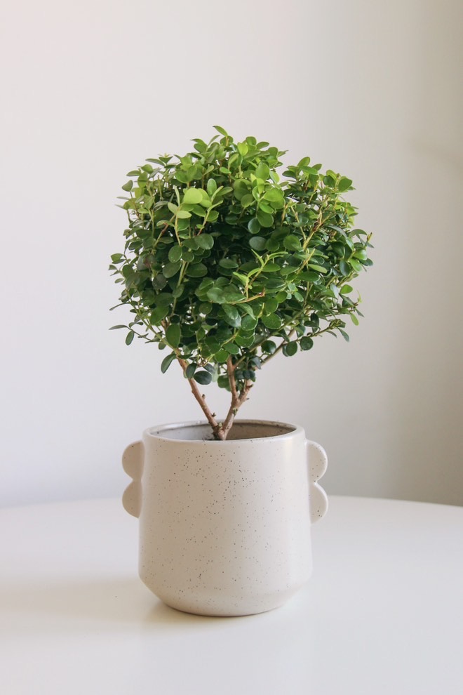 Мирсина Африканская, высота 25см