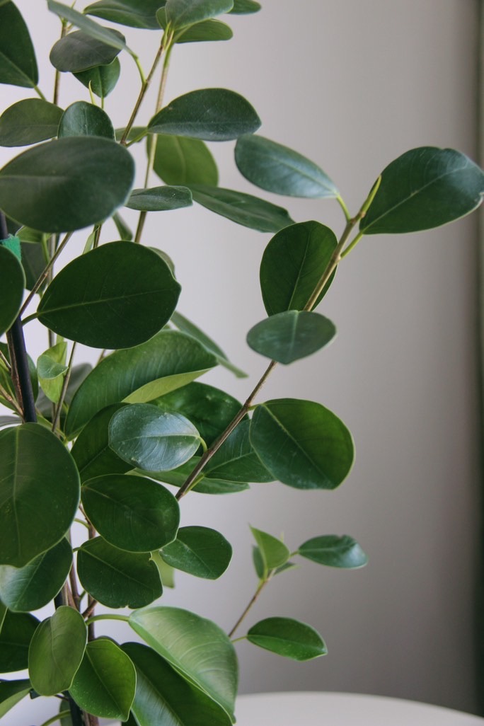 Фикус Мокламе