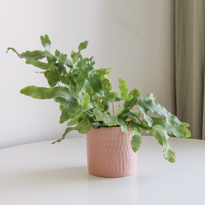 Флебодиум (под заказ)