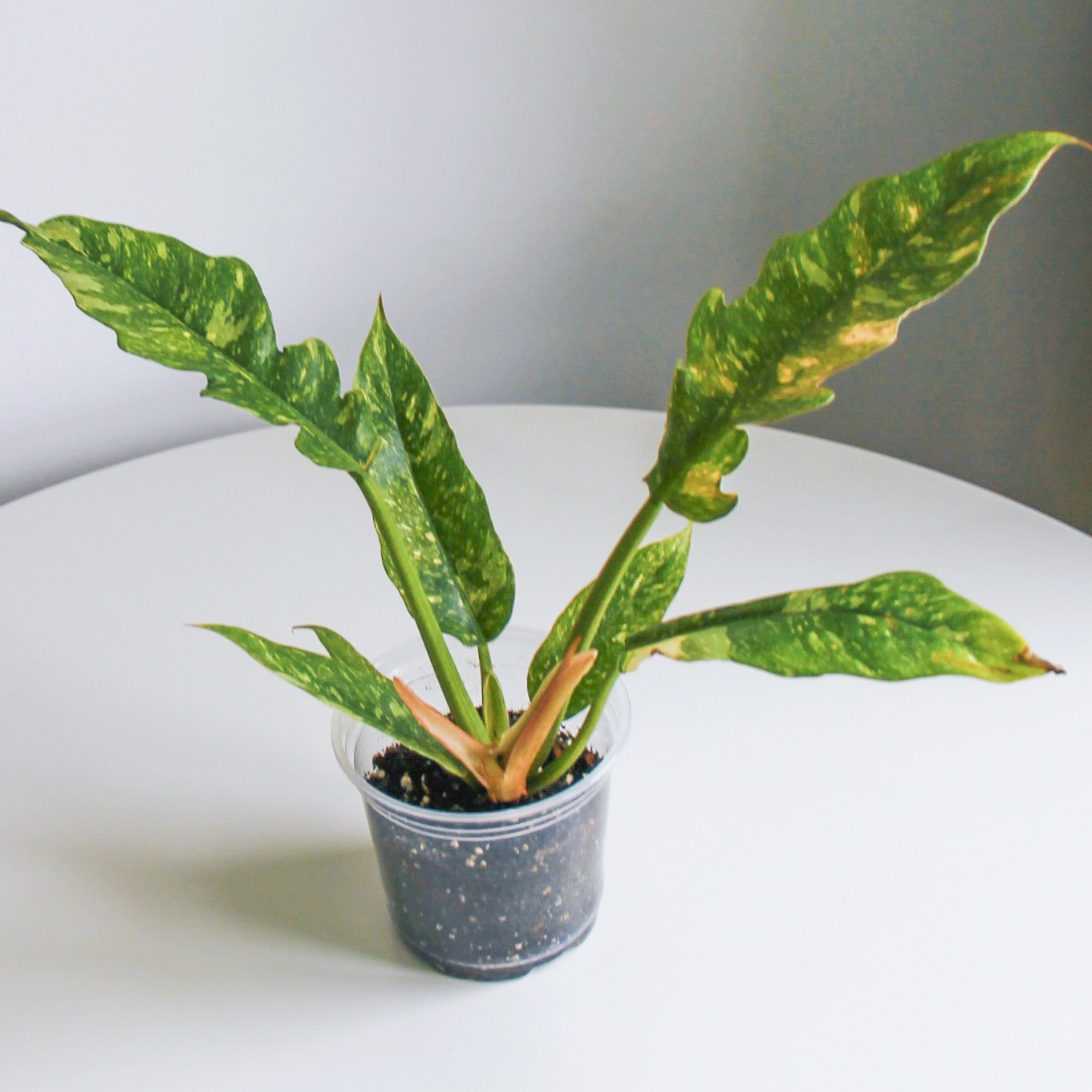 Филодендрон Ринг оф фаейр