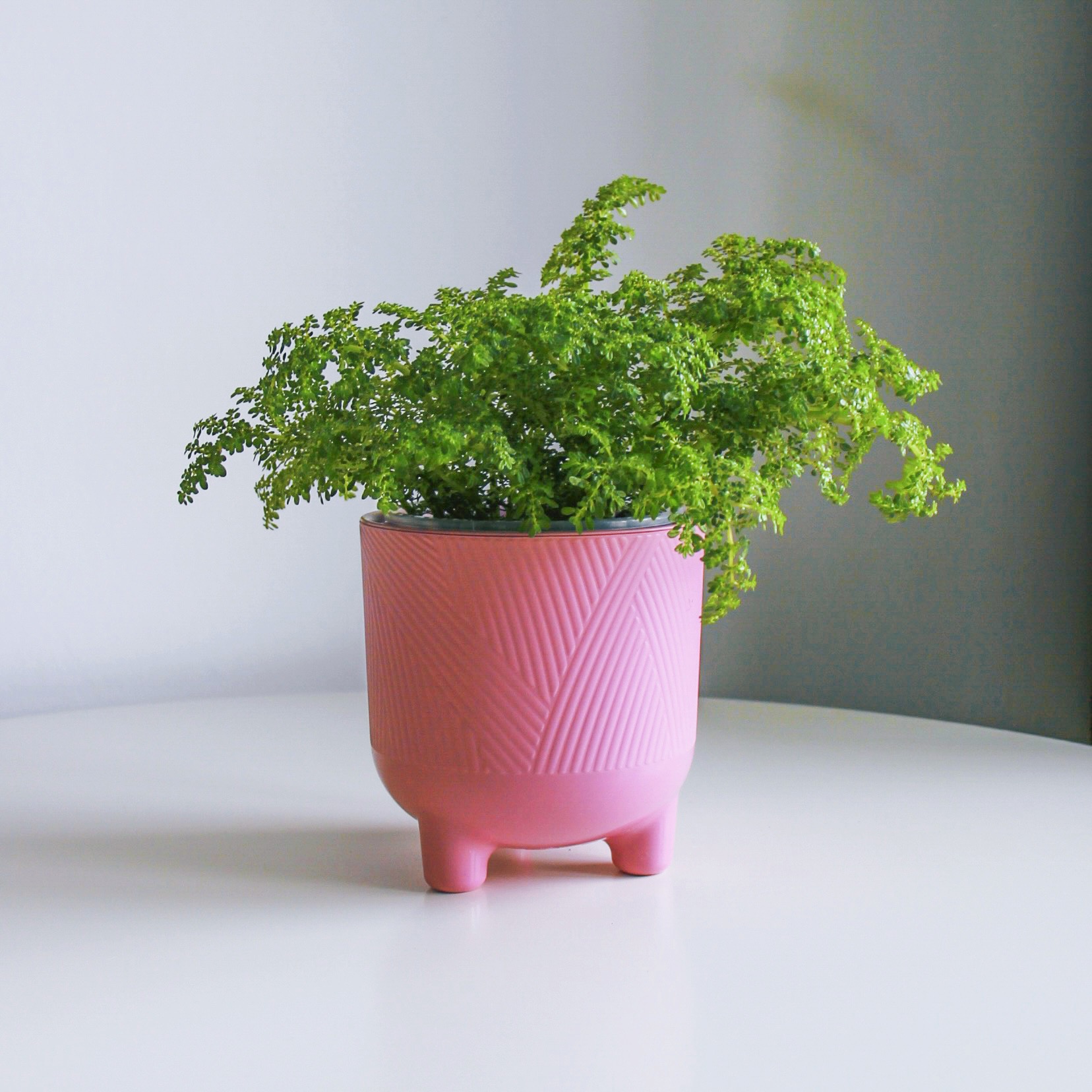 Пилея Мелколистная