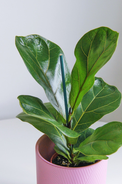 фикус Лирата  Бамбино