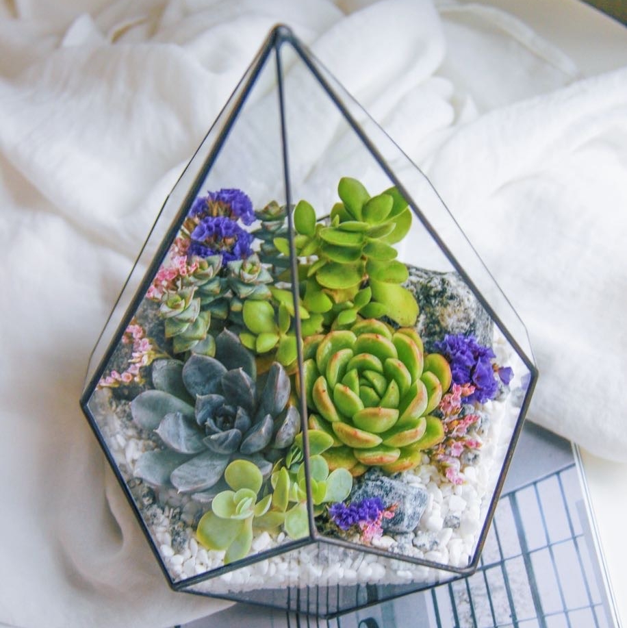 флорариум со светолюбивыми суккулентами Лира