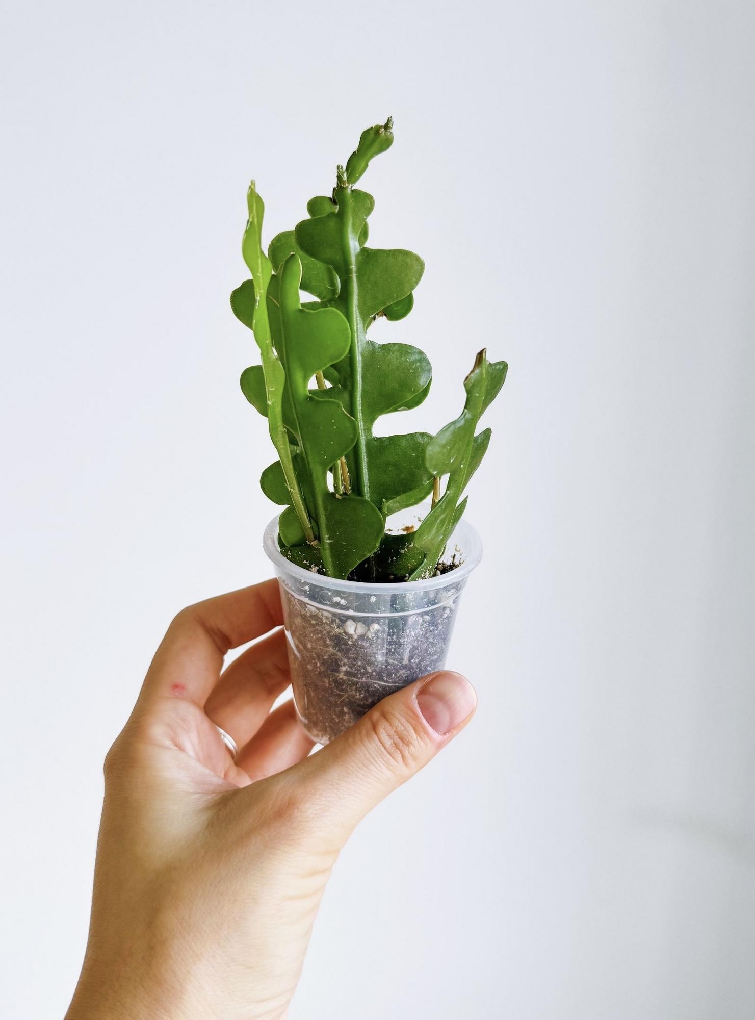 Эпифиллум Ангулигер