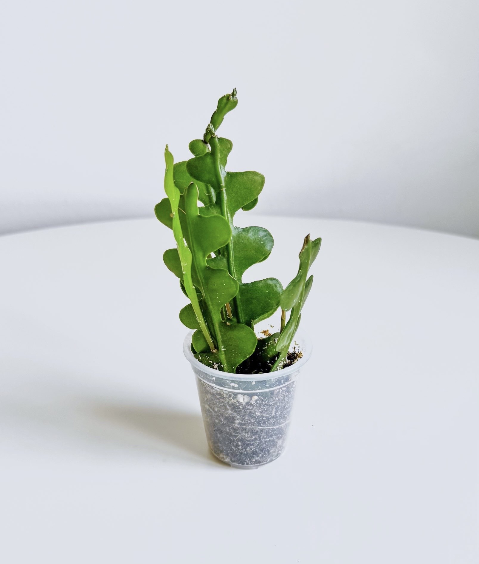 Эпифиллум Ангулигер