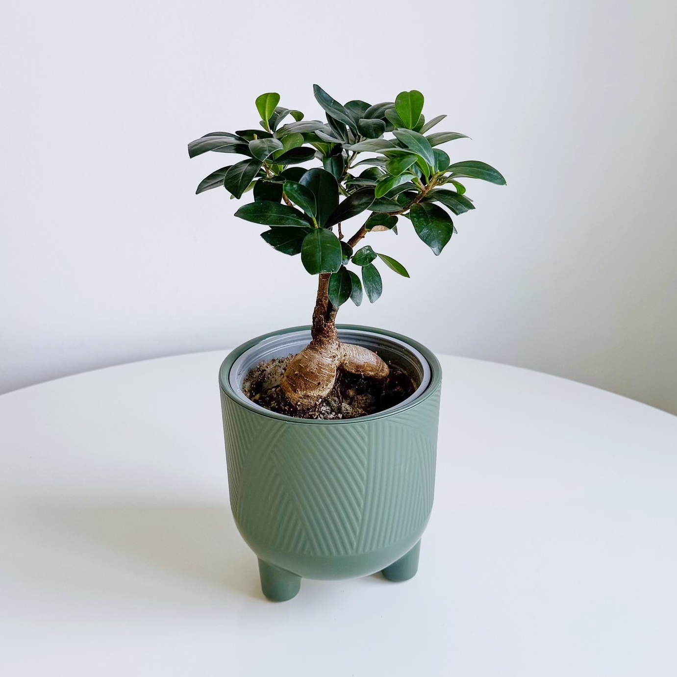 фикус Микрокарпа Гинсенг