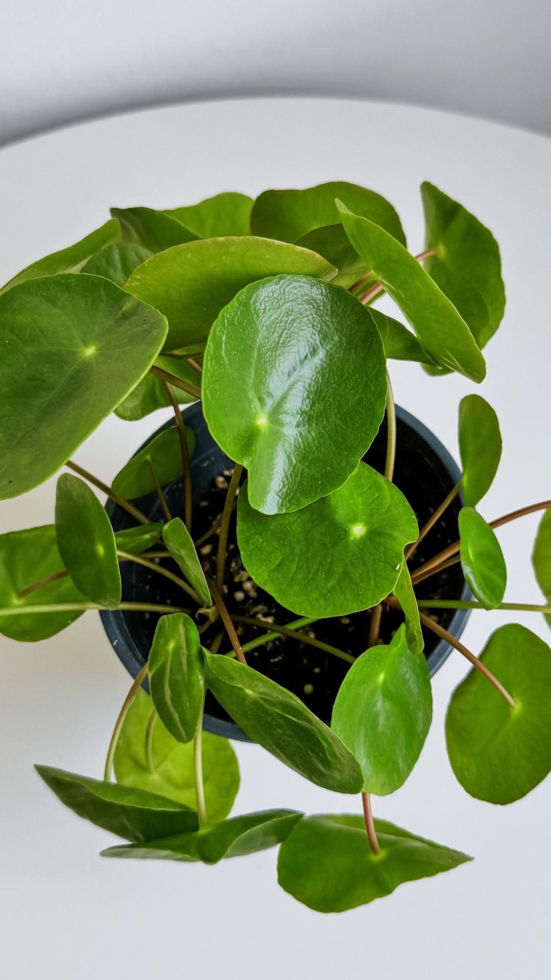 Пилея Пеперомиевидная