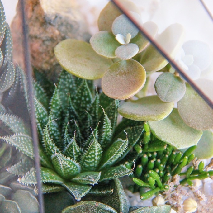 флорариум с теневыносливыми суккулентами  Шихан