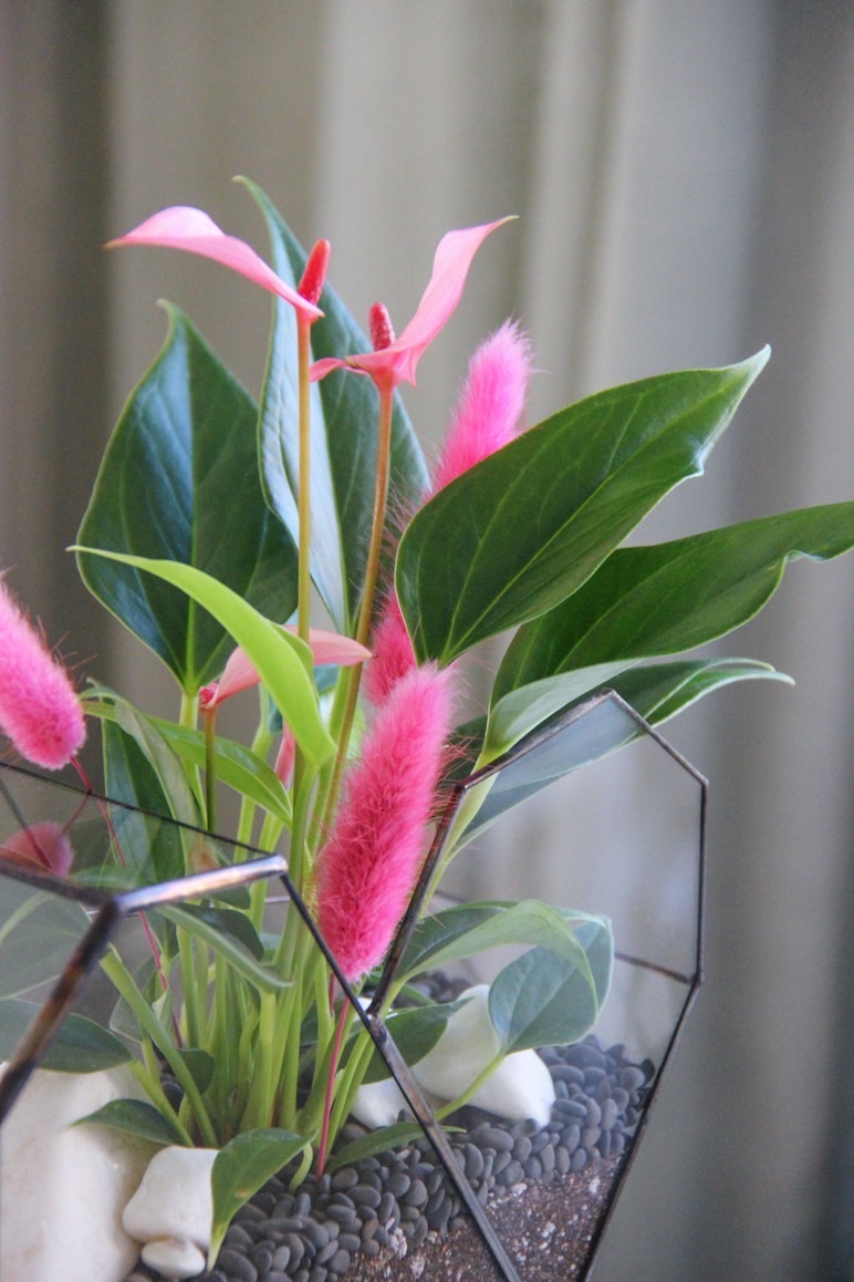 флорариум с Антуриумом в форме Сердце