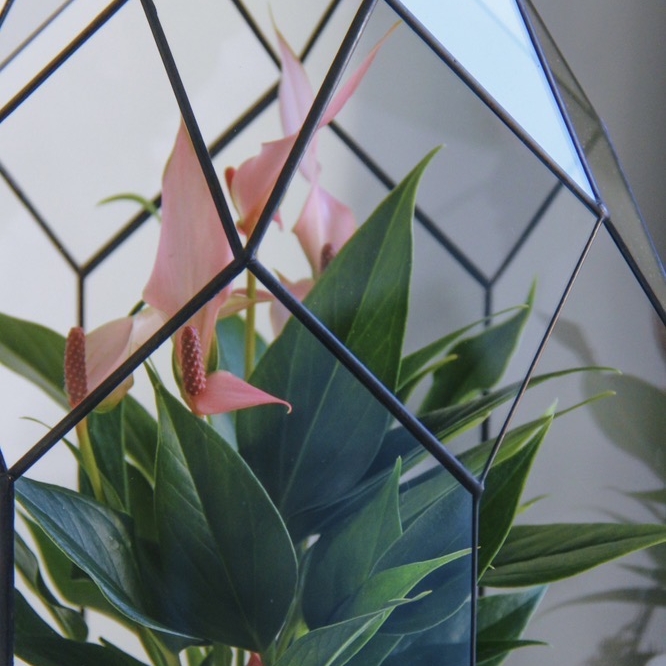 флорариум с цветущим Антуриумом