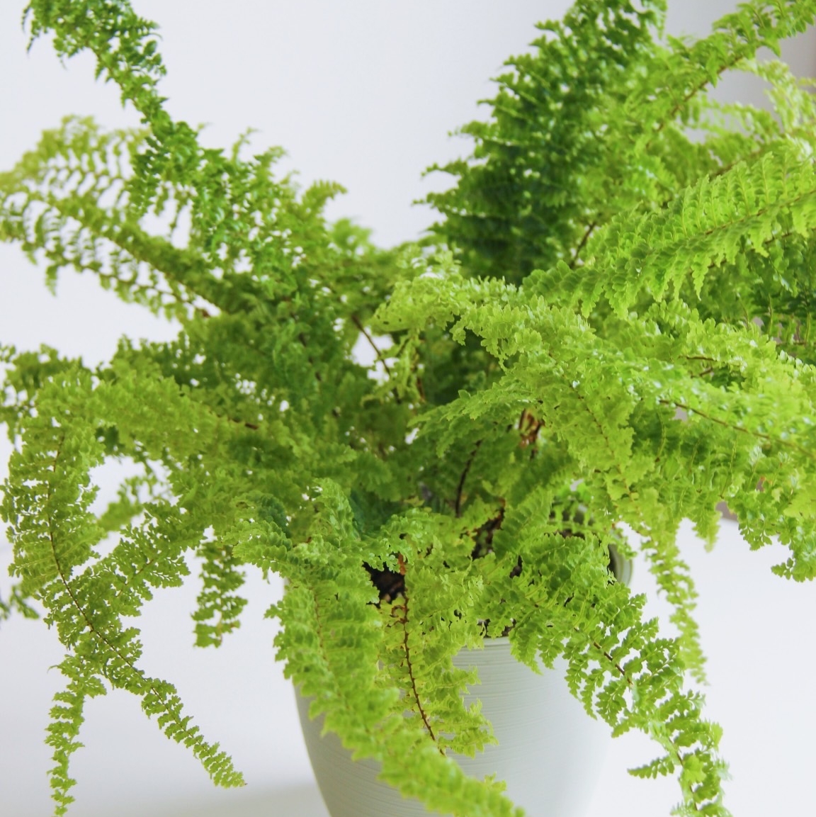 Папоротник крупный и пушистый