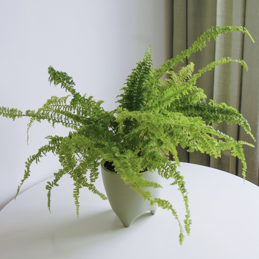 Папоротник крупный и пушистый