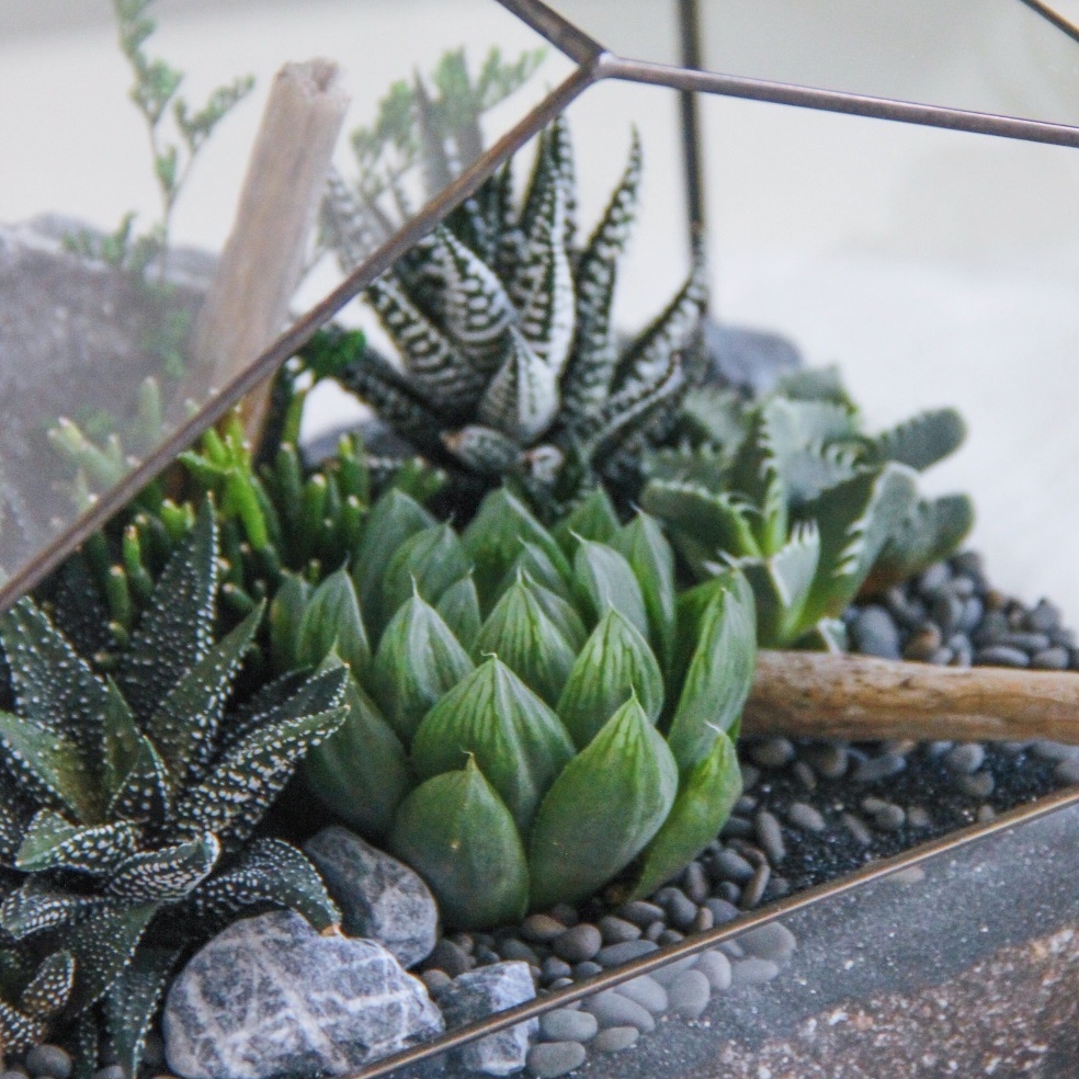 флорариум с теневыносливыми суккулентами Барнхаус