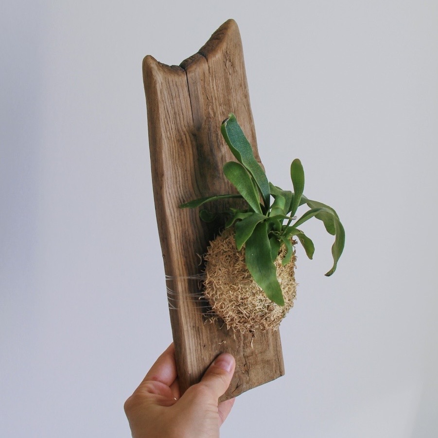 Папоротник Платицериум на дрифтвуде