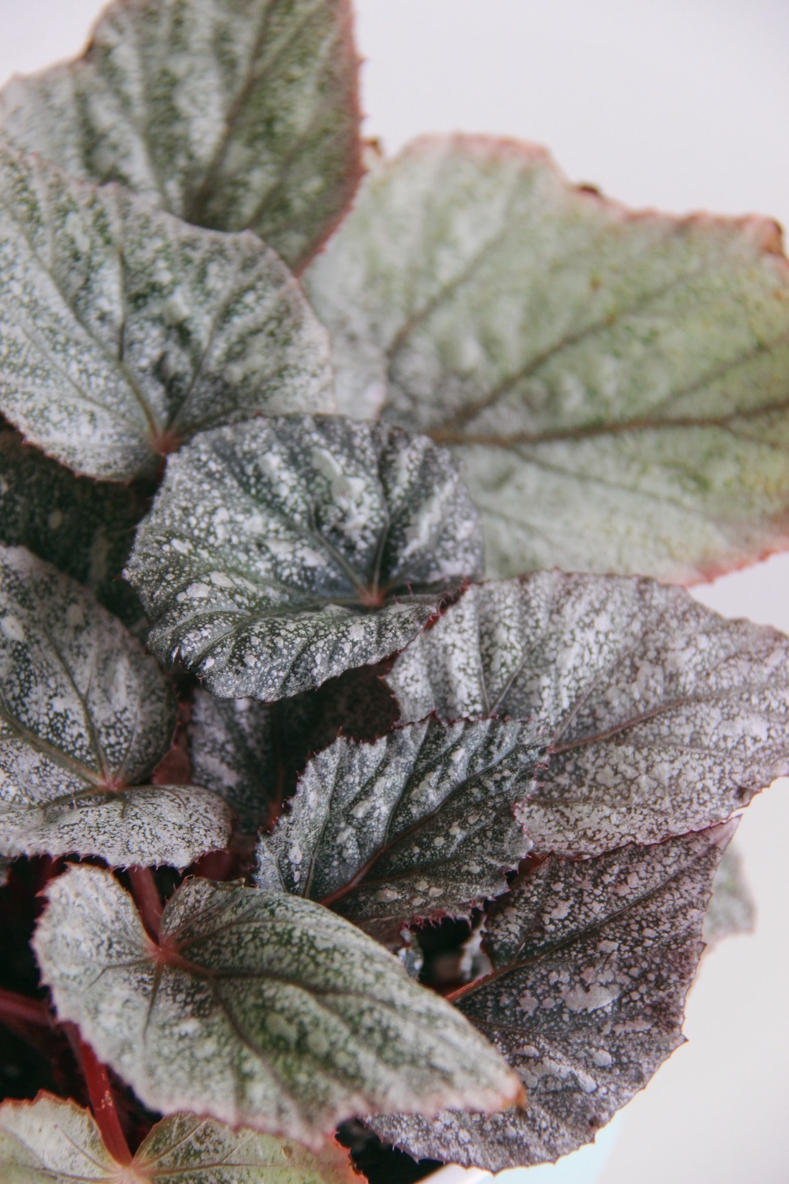 Бегония Королевская