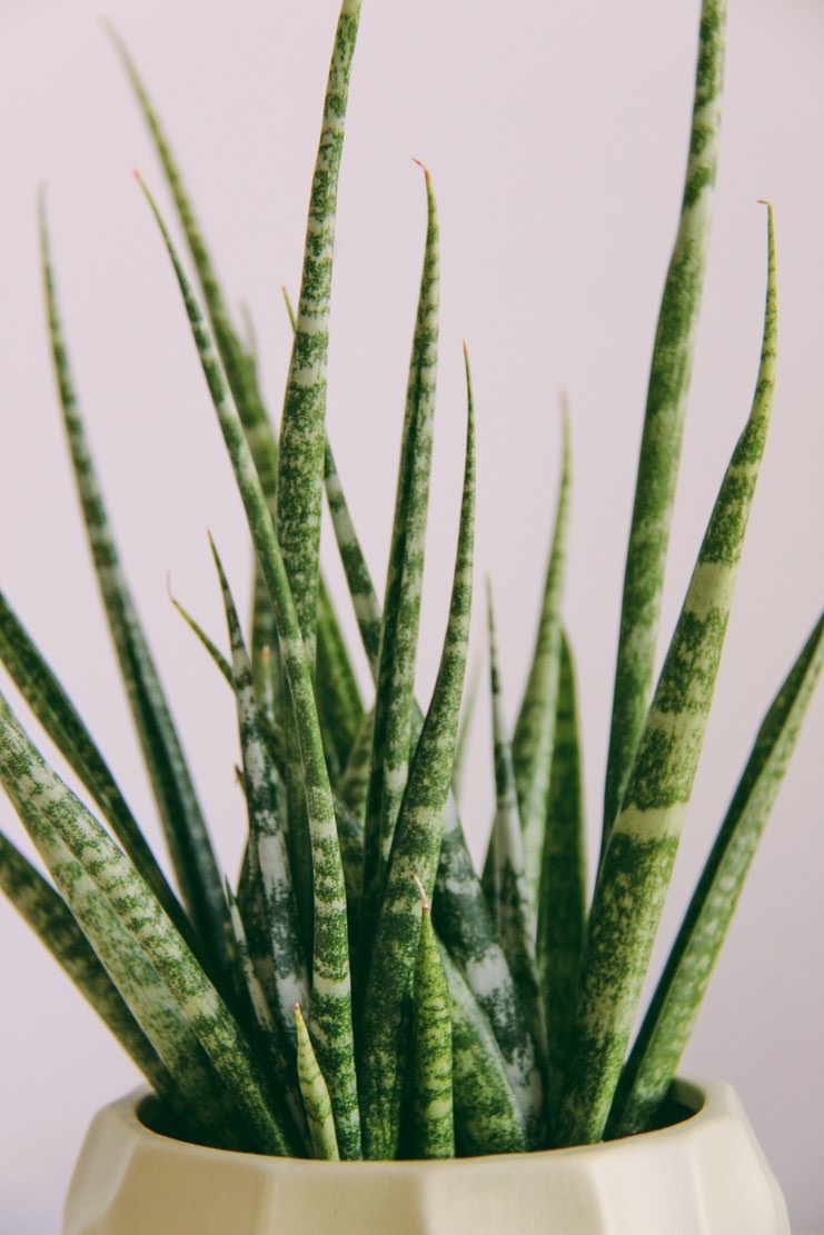 Сансевиерия Медуза (неприхотливая)