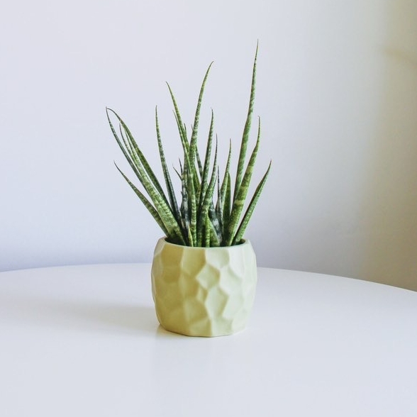 Сансевиерия Медуза (неприхотливая)