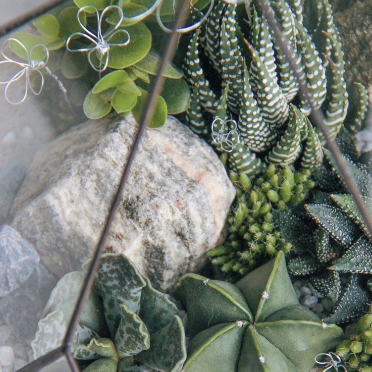 флорариум с теневыносливыми суккулентами Серебряные цветы