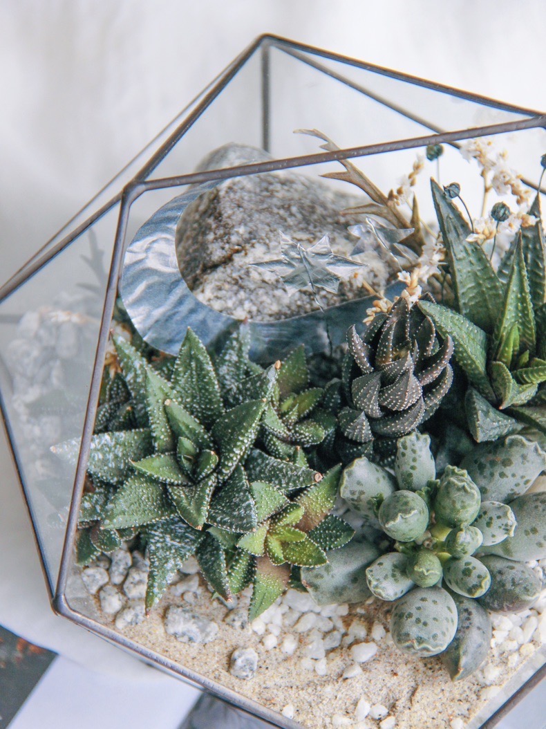флорариум с теневыносливыми суккулентами Полярная ночь