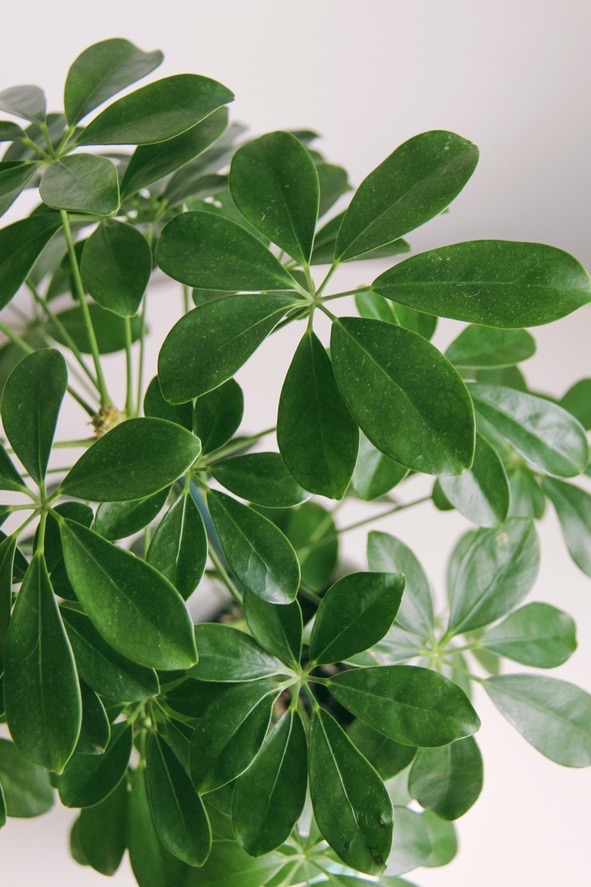 Шеффлера (очень неприхотливая)