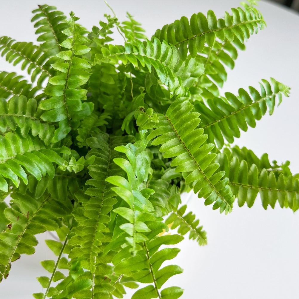 Папоротник Нефролепис