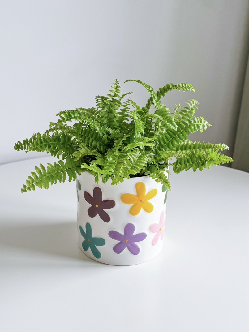 Папоротник Нефролепис