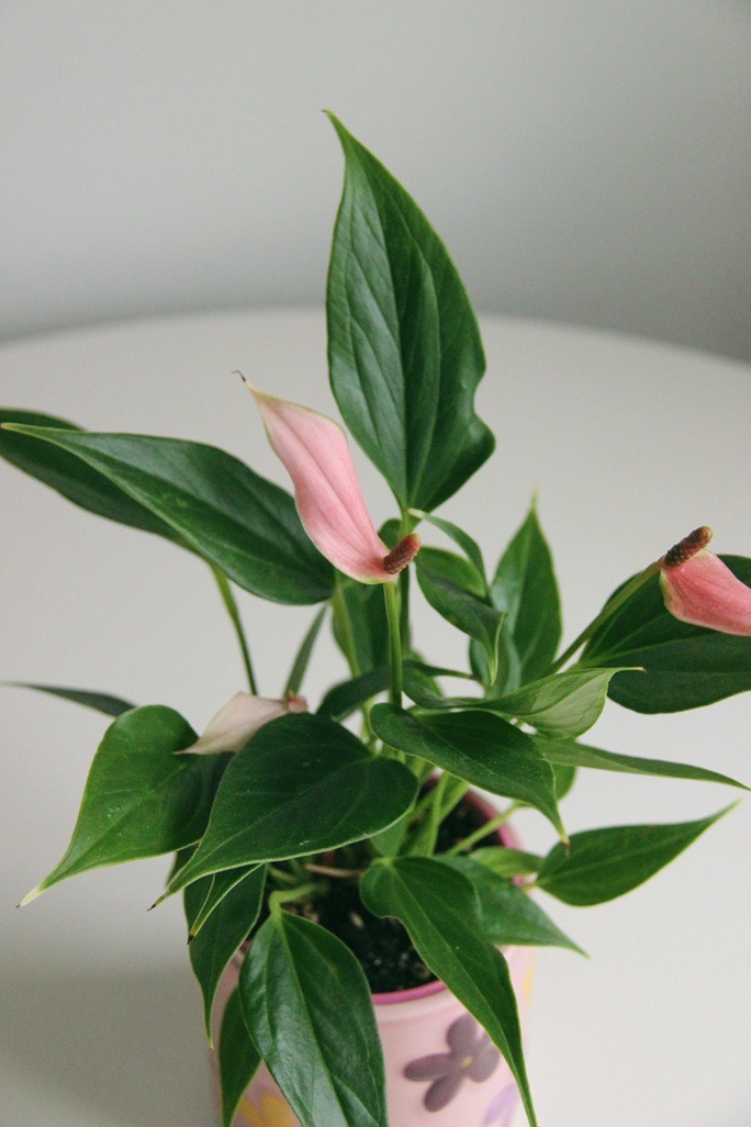 Антуриум Андреанум Лилли, высота 25см