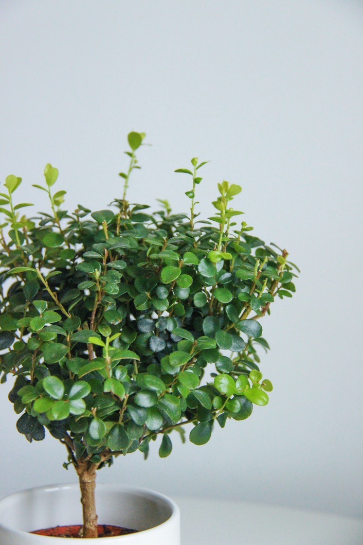 Мирсина Африканская, высота 25см