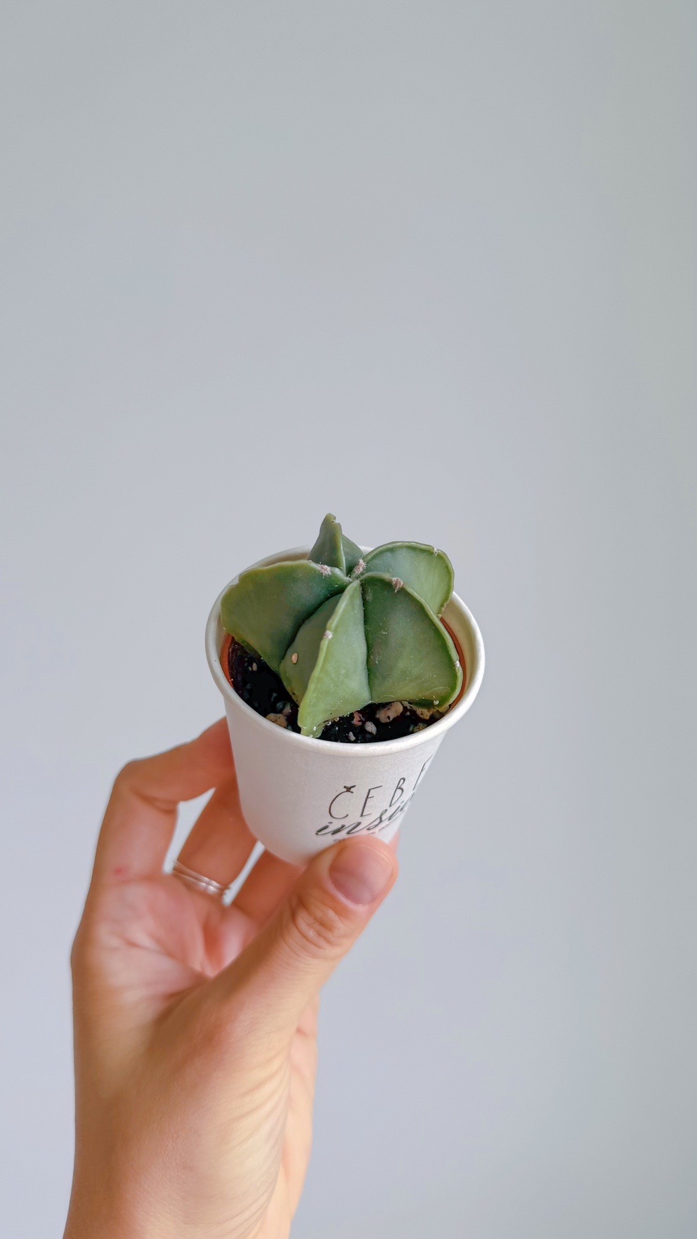 суккулент Астрофитум, 5см