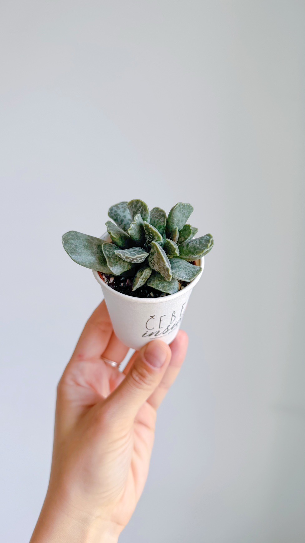 суккулент Адромискус, 5см