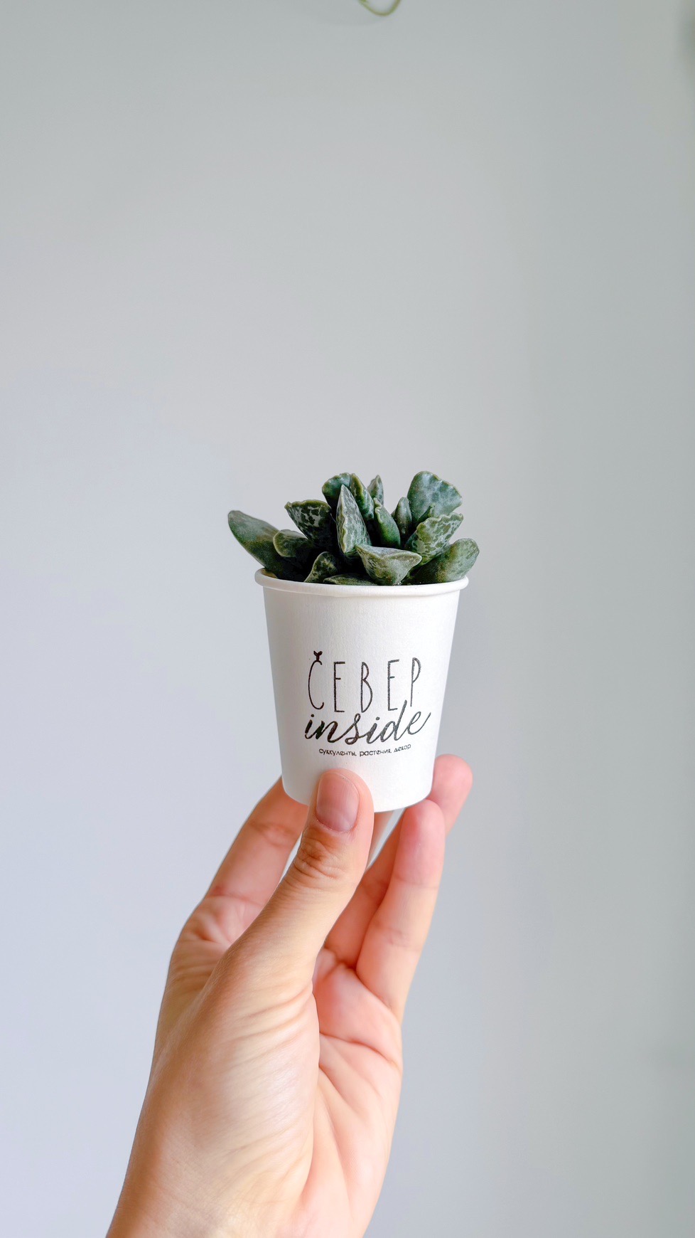 суккулент Адромискус, 5см