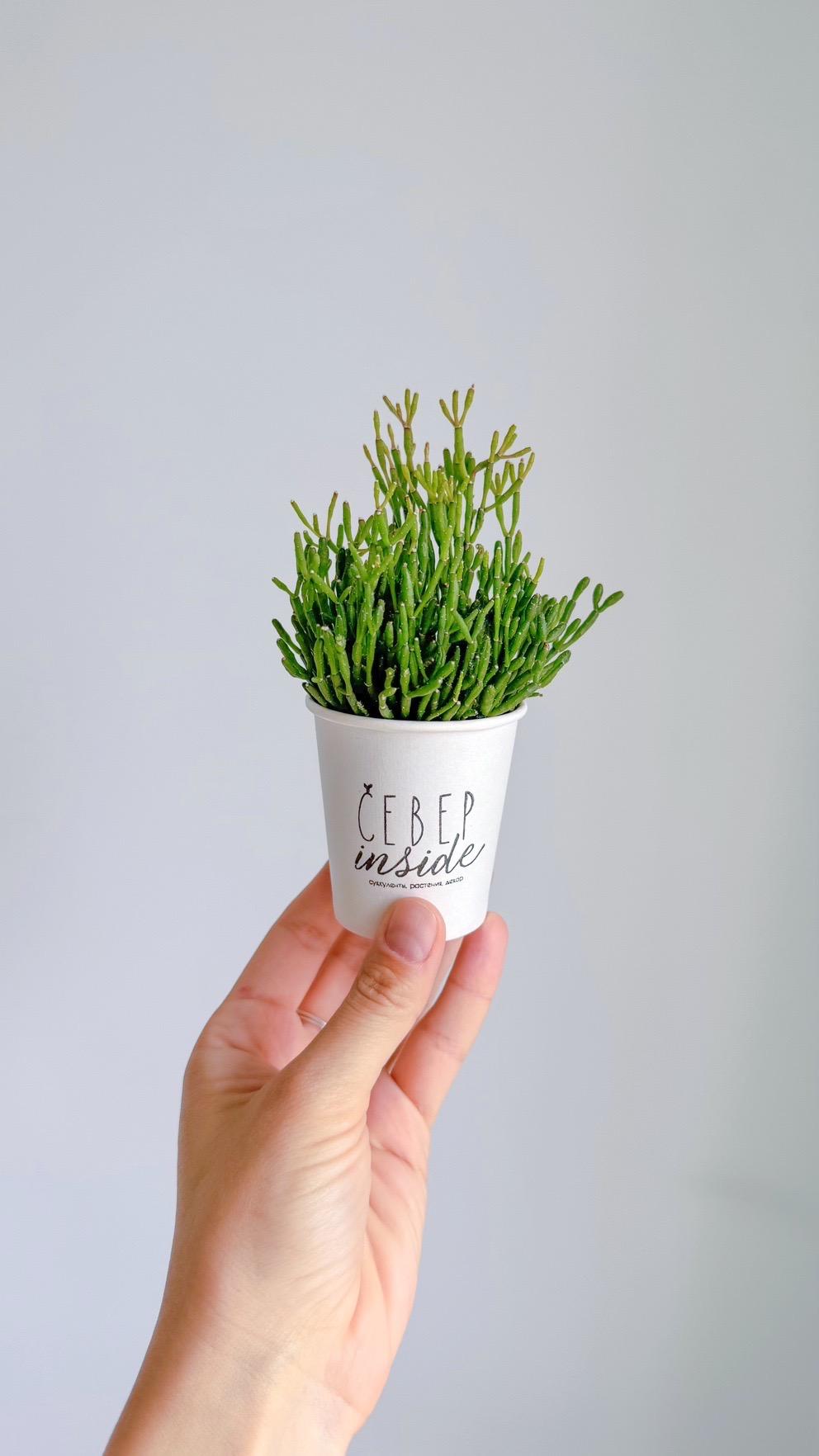 суккулент Рипсалис, 5см