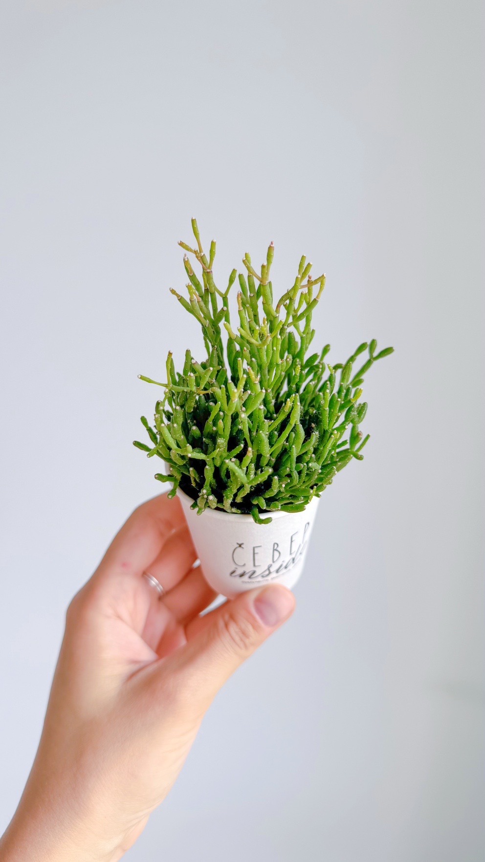 суккулент Рипсалис, 5см