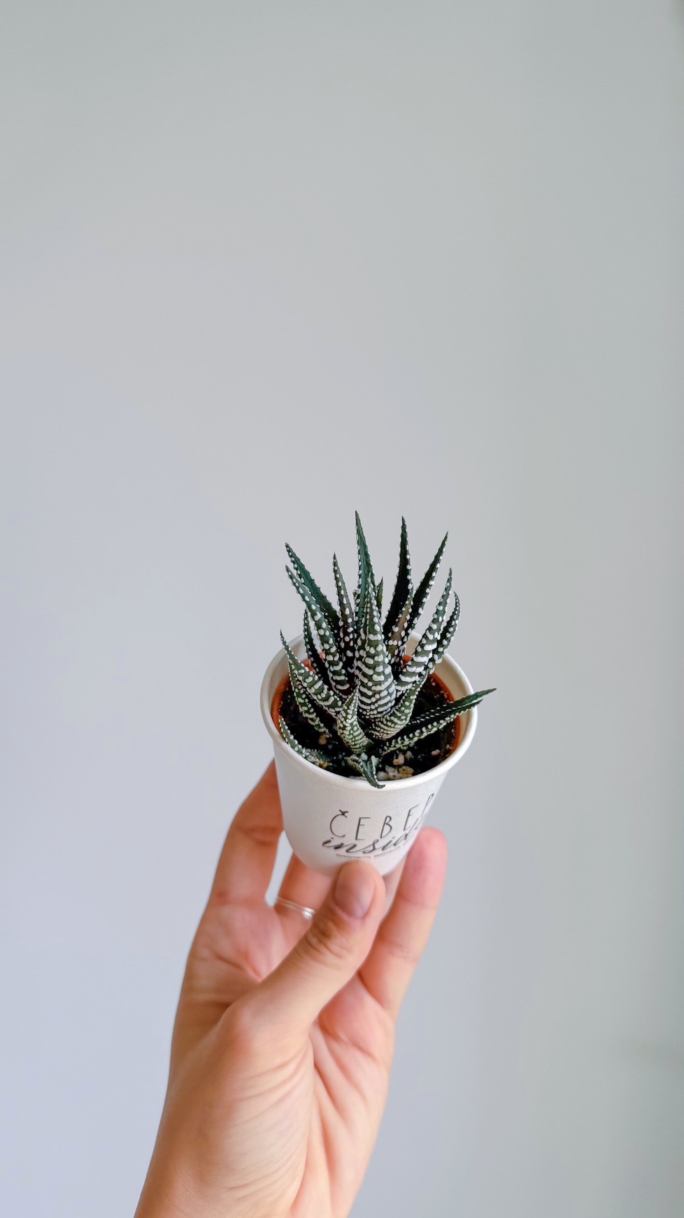 суккулент Хавортия Фасциата, 5см