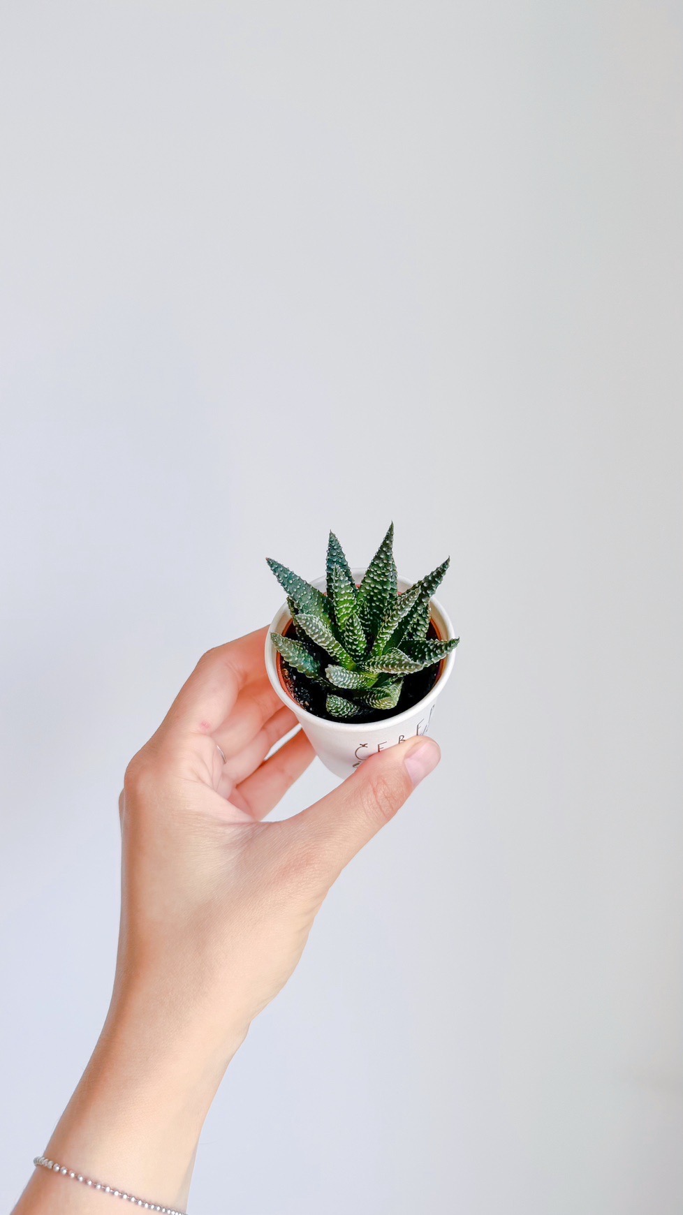 суккулент Хавортия Жемчужная, 5см