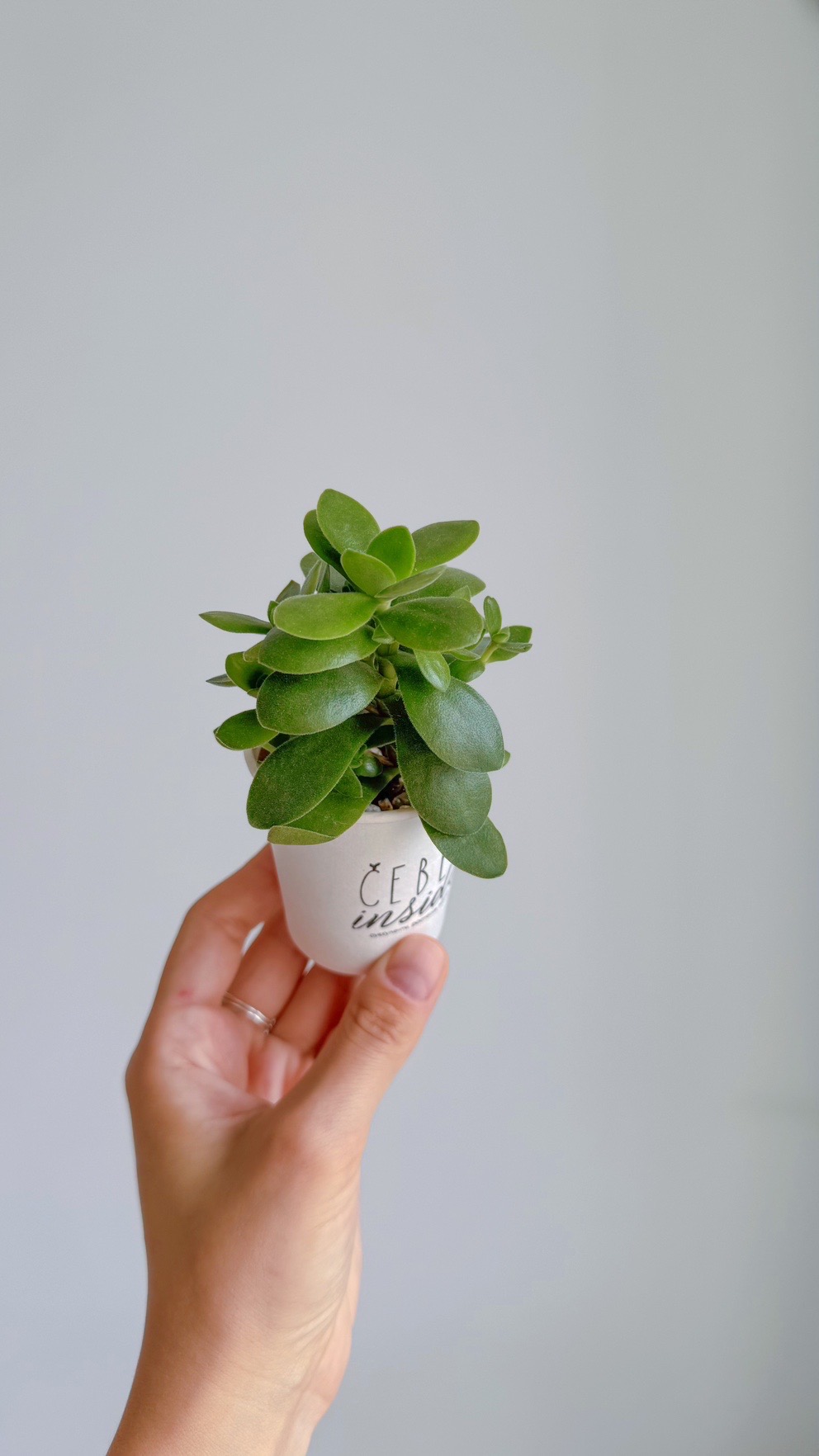 суккулент Крассула Манимэйкер, 5см