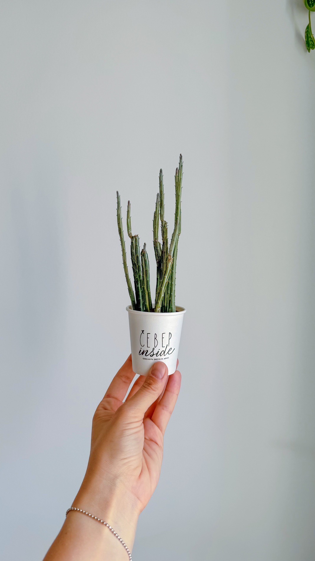 суккулент Сенецио Стапелиоформис, 5см