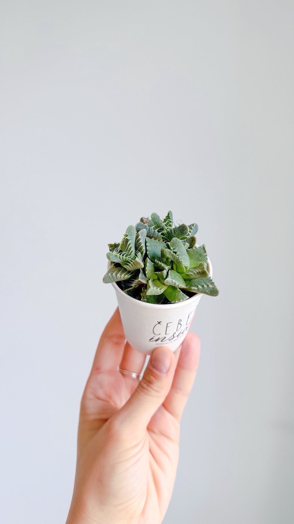 суккулент Фаукария, 5см