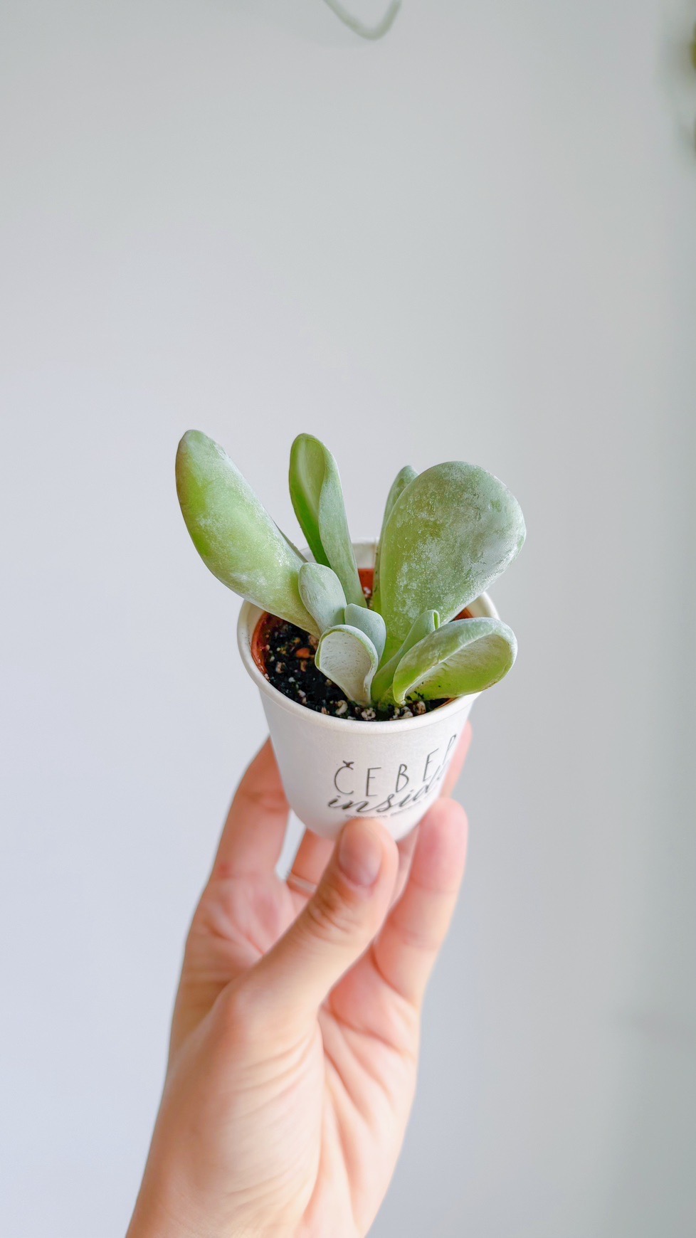 суккулент Каланхоэ Орикула, 5см