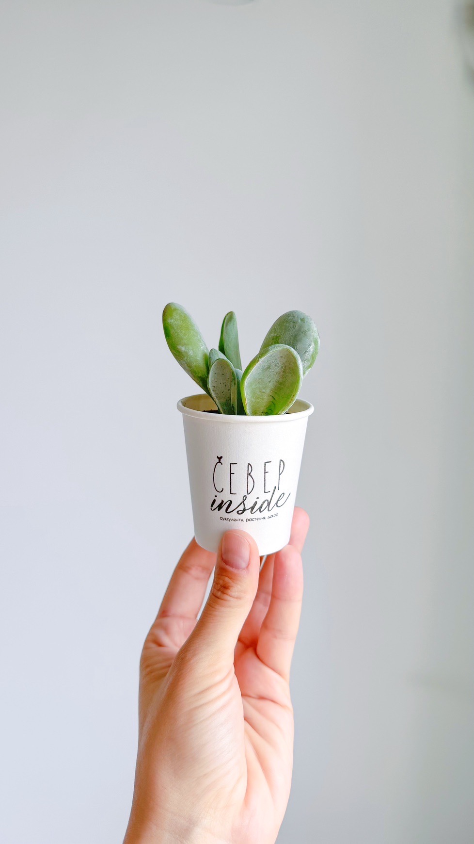 суккулент Каланхоэ Орикула, 5см