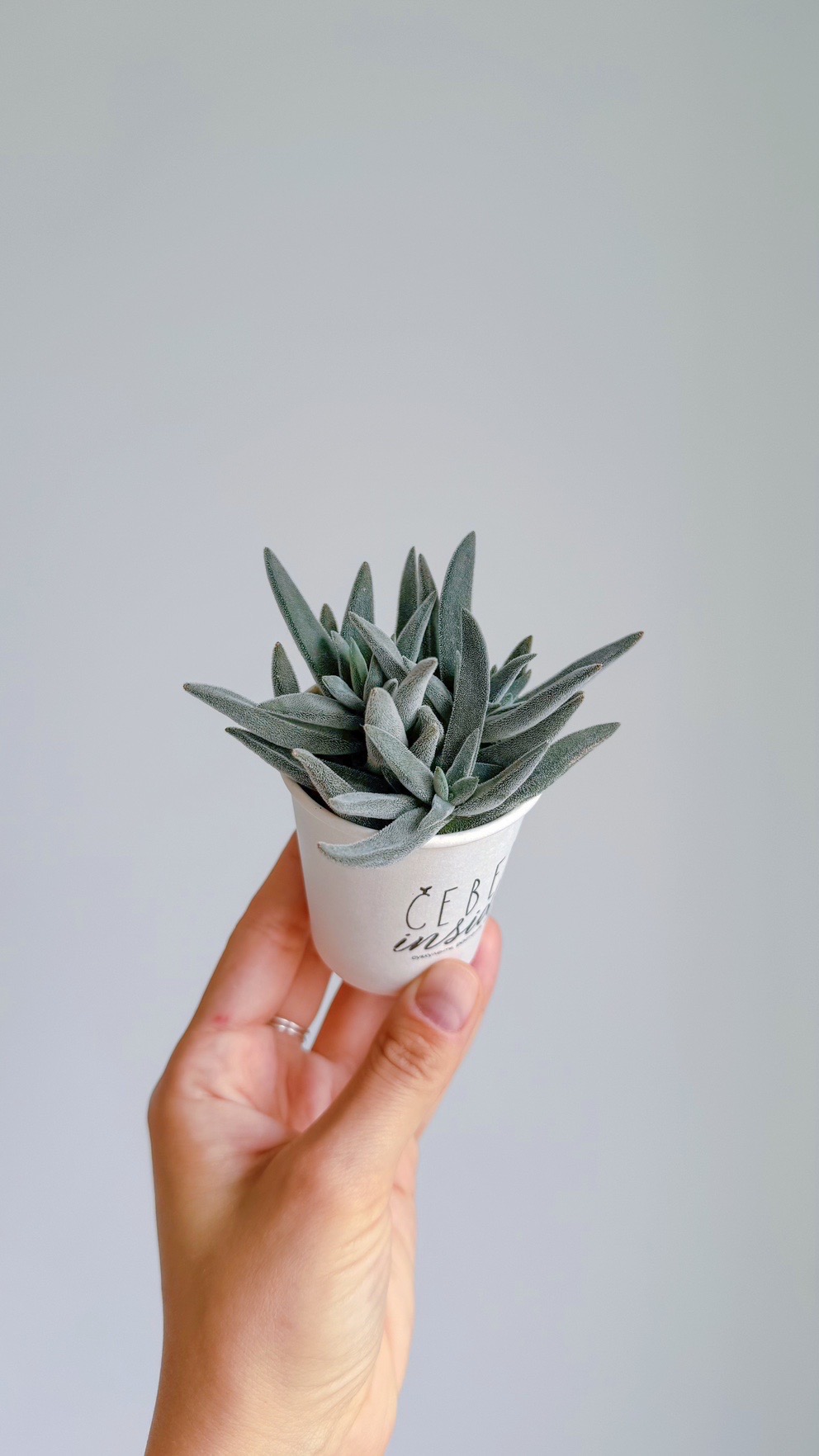 суккулент Крассула Сильвер Спарк, 5см