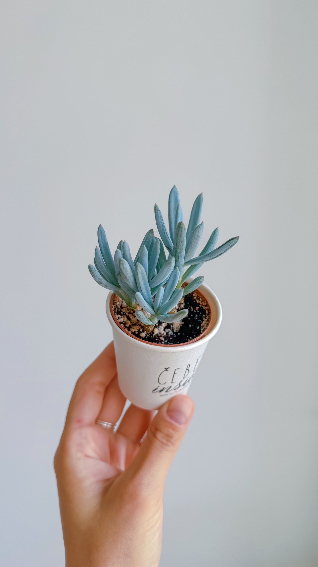 суккулент Сенецио Клейна, 5см