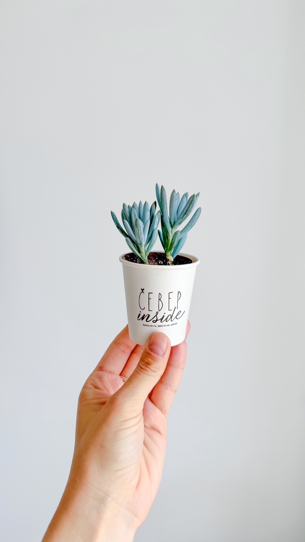 суккулент Сенецио Клейна, 5см