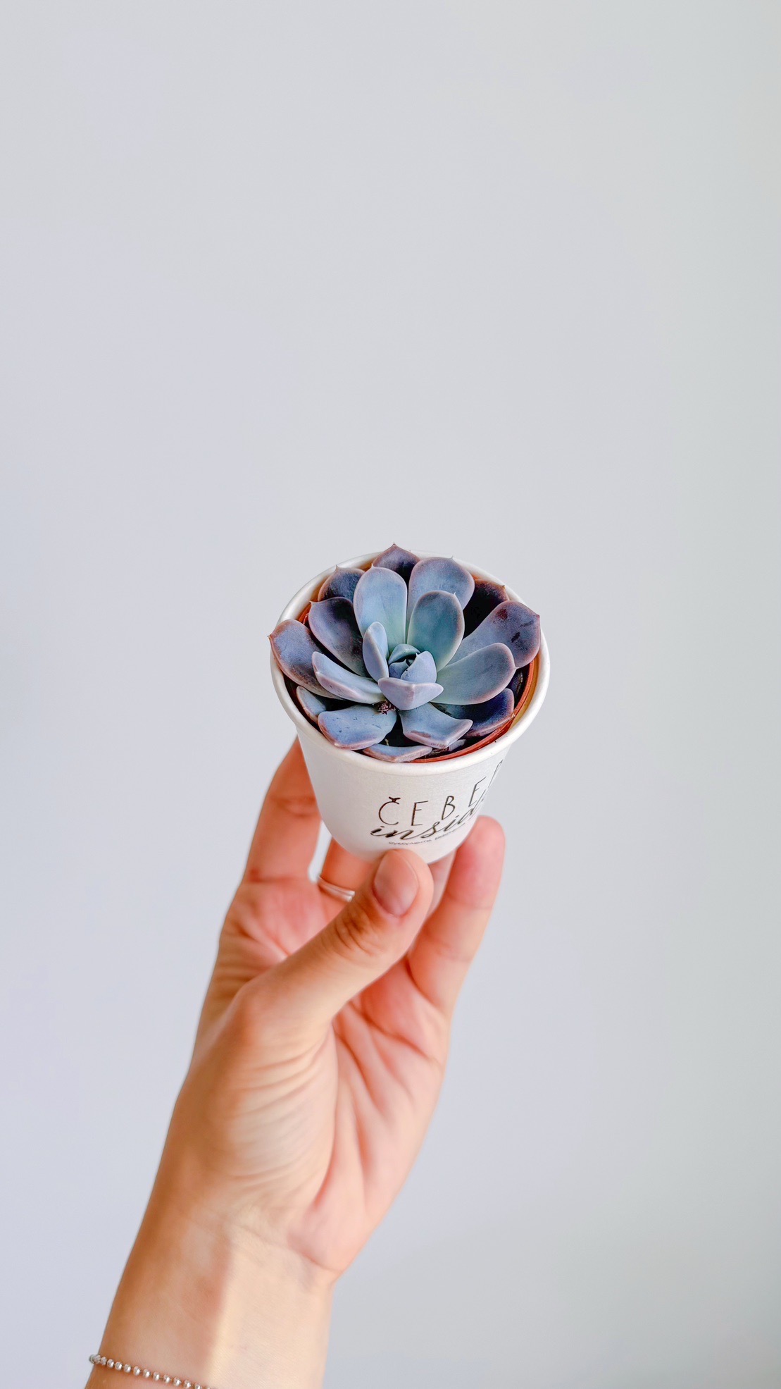 суккулент Эхеверия Аморе, 5см