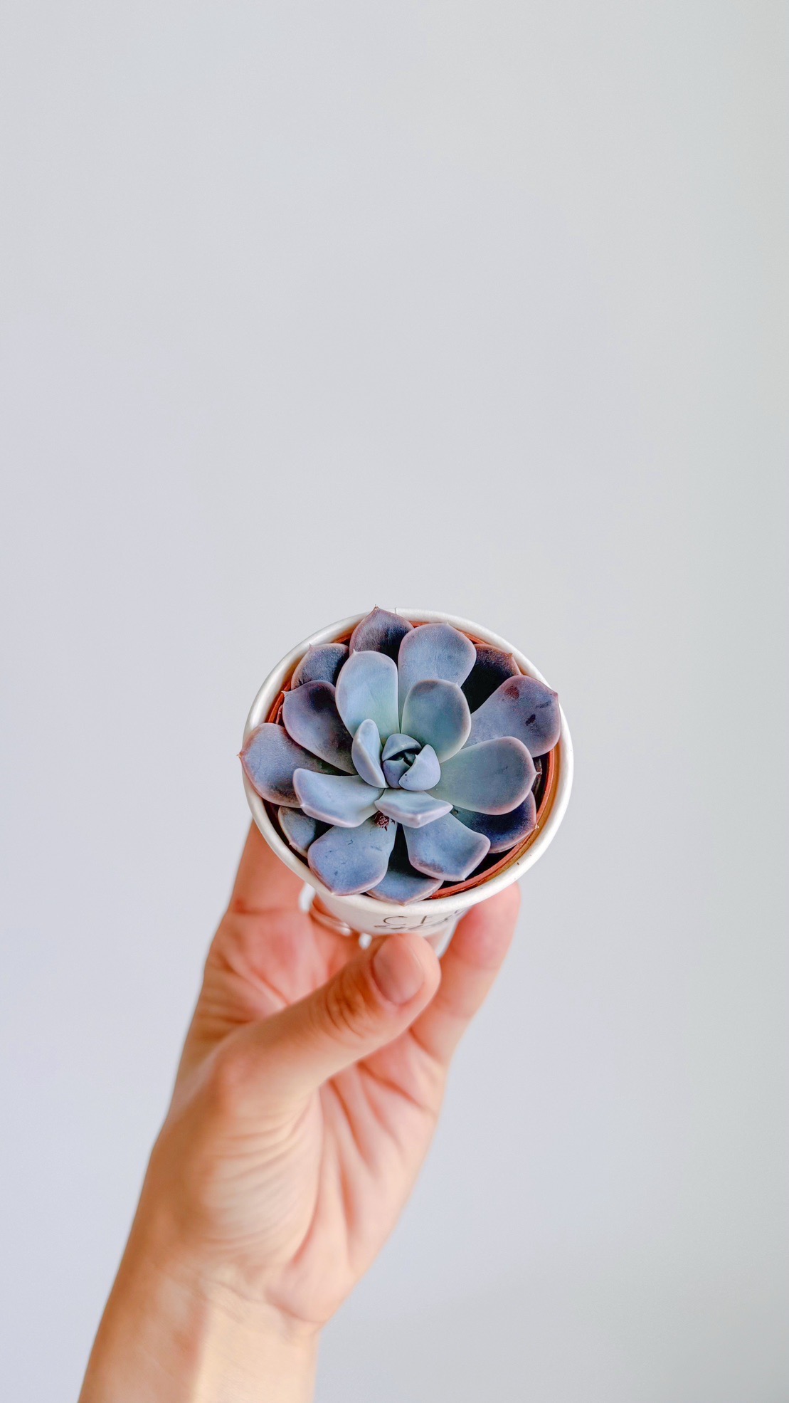 суккулент Эхеверия Аморе, 5см